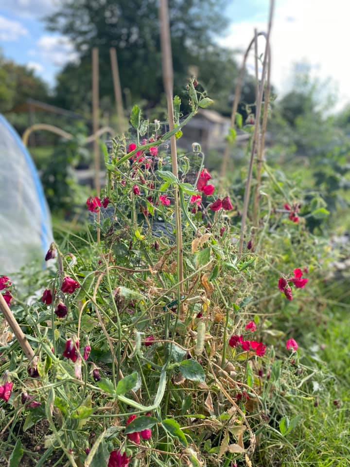 Allotment